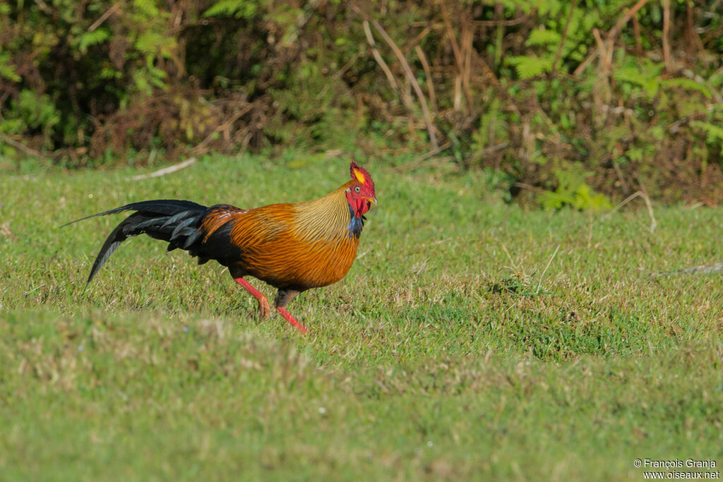 Sri Lanka Junglefowl