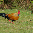 Coq de Lafayette
