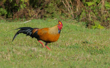 Coq de Lafayette