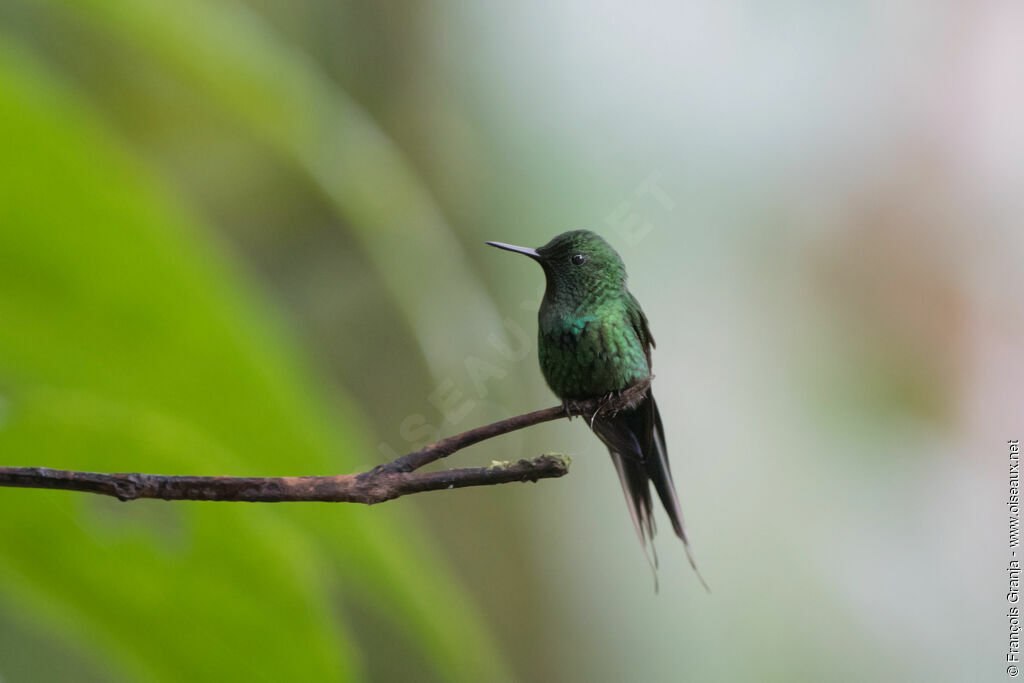 Green Thorntail