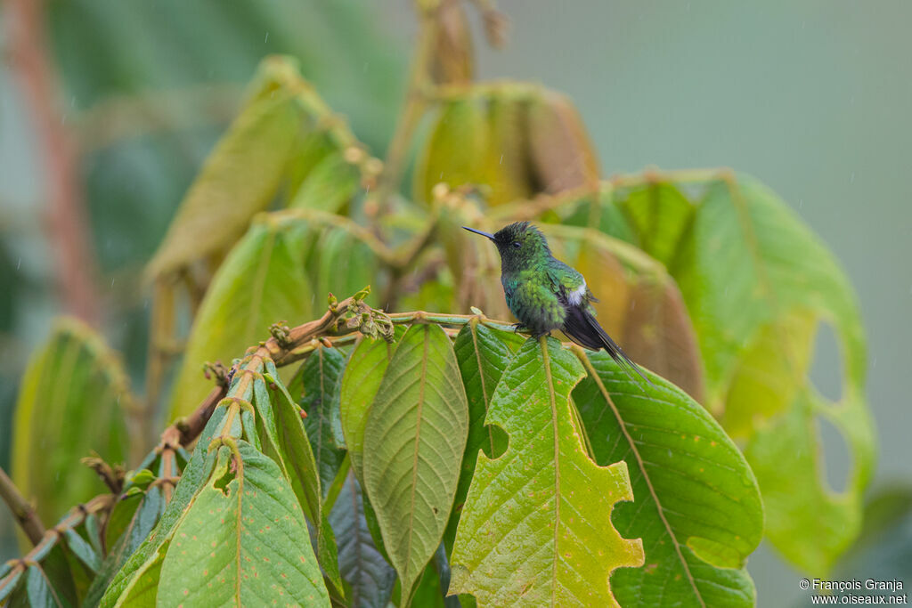 Green Thorntail