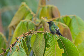 Green Thorntail