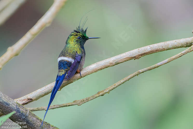 Wire-crested Thorntail male adult, identification