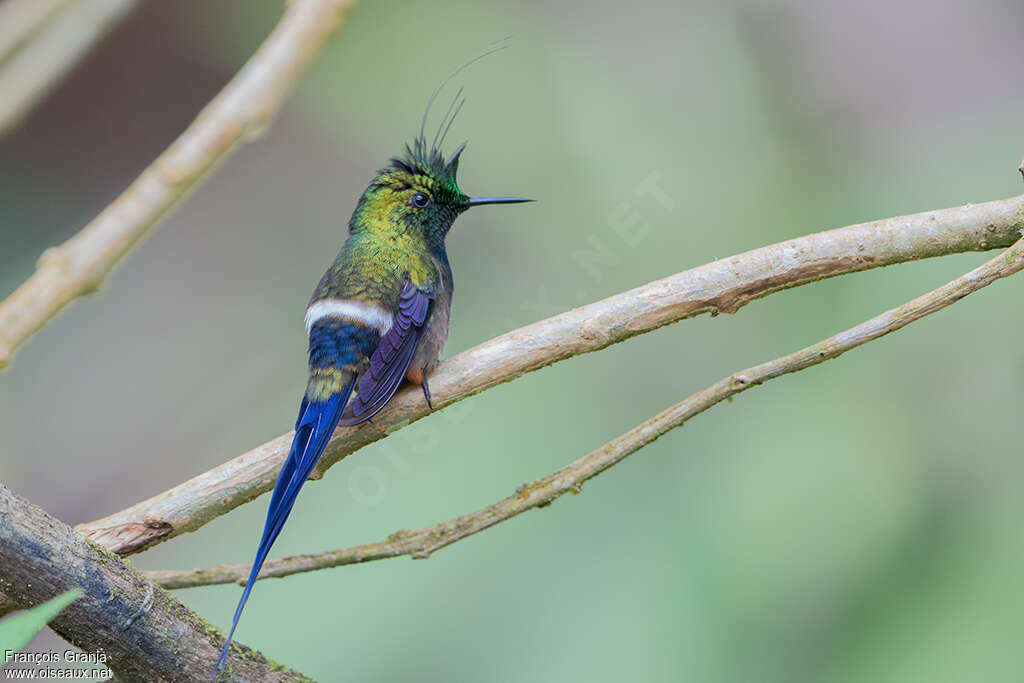 Coquette de Popelaire mâle adulte, identification