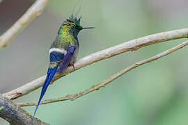 Wire-crested Thorntail