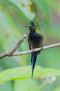 Wire-crested Thorntail