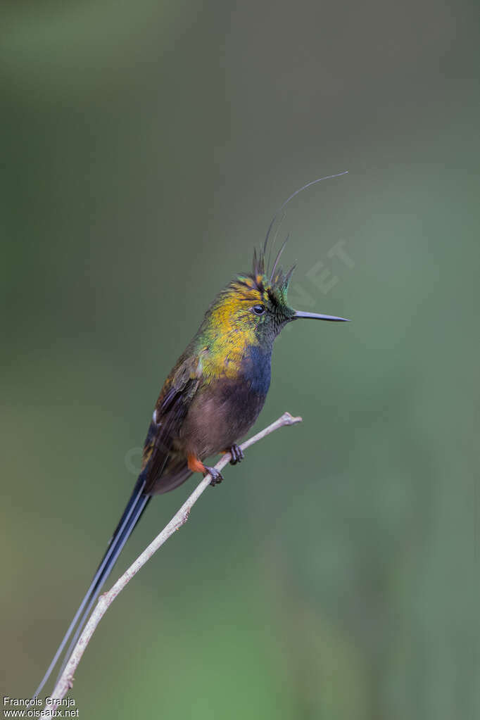 Wire-crested Thorntail male, identification