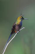 Wire-crested Thorntail