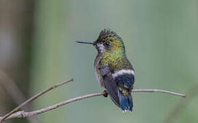 Wire-crested Thorntail