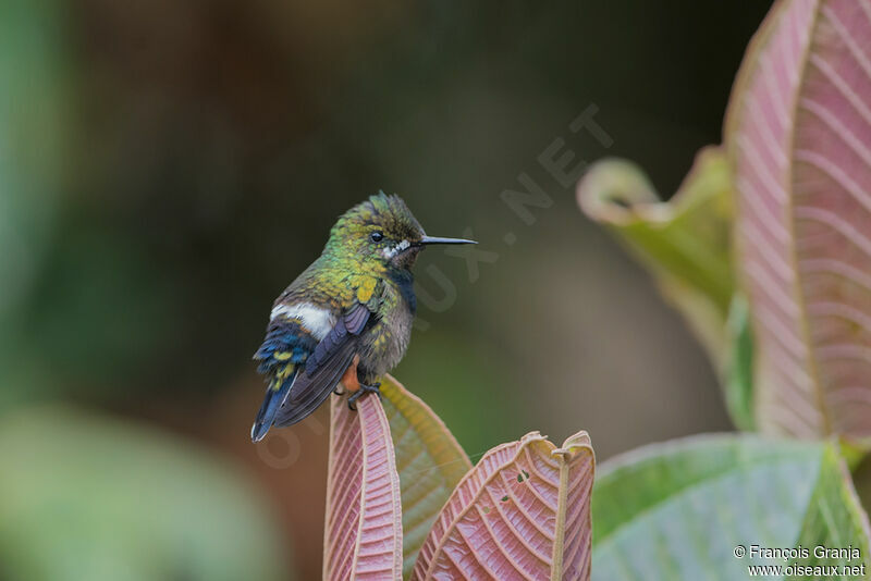 Wire-crested Thorntail female
