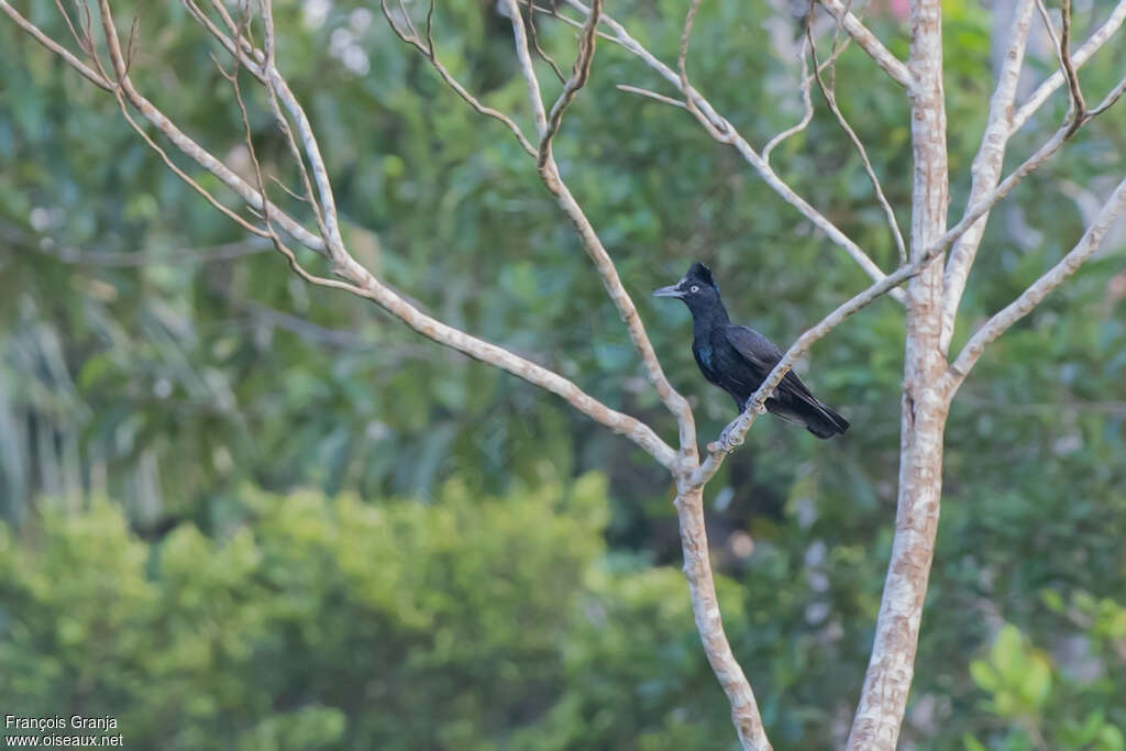 Amazonian Umbrellabirdadult, habitat