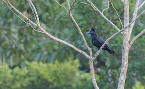 Amazonian Umbrellabird