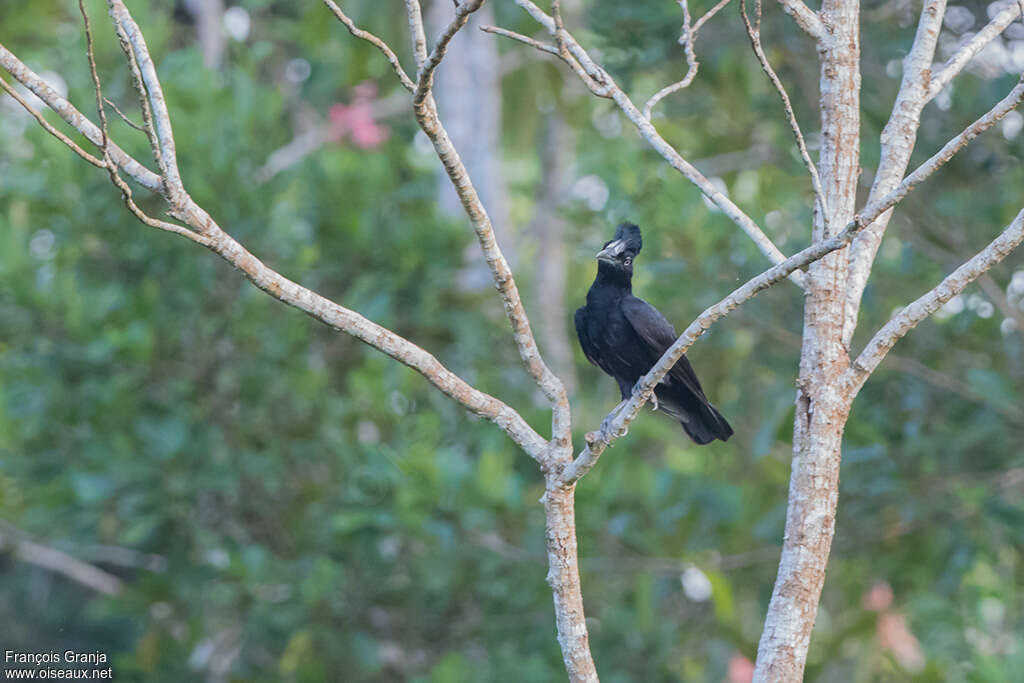 Amazonian Umbrellabirdadult, identification