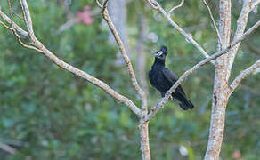 Amazonian Umbrellabird