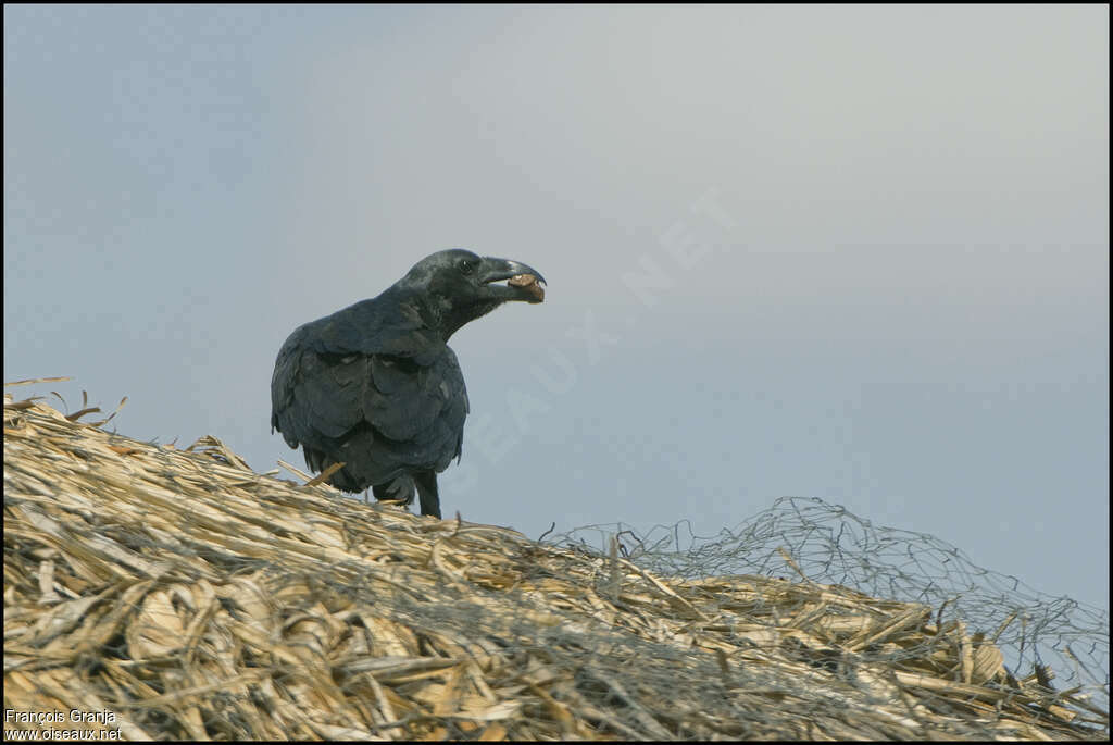 Fan-tailed Ravenadult, eats