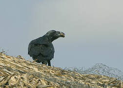 Corbeau à queue courte