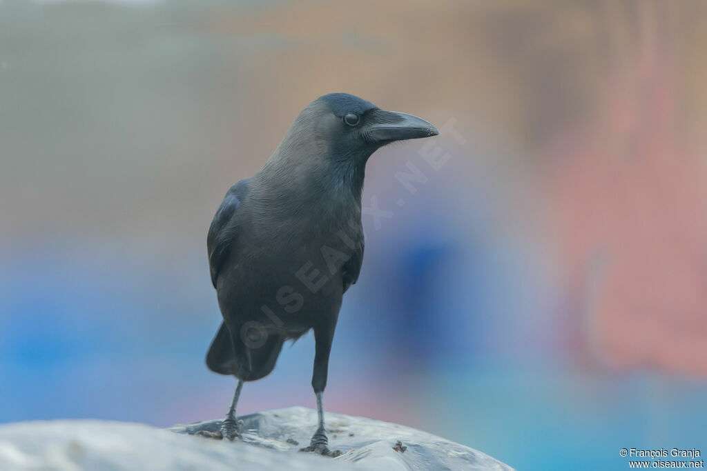 House Crow