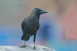 House Crow