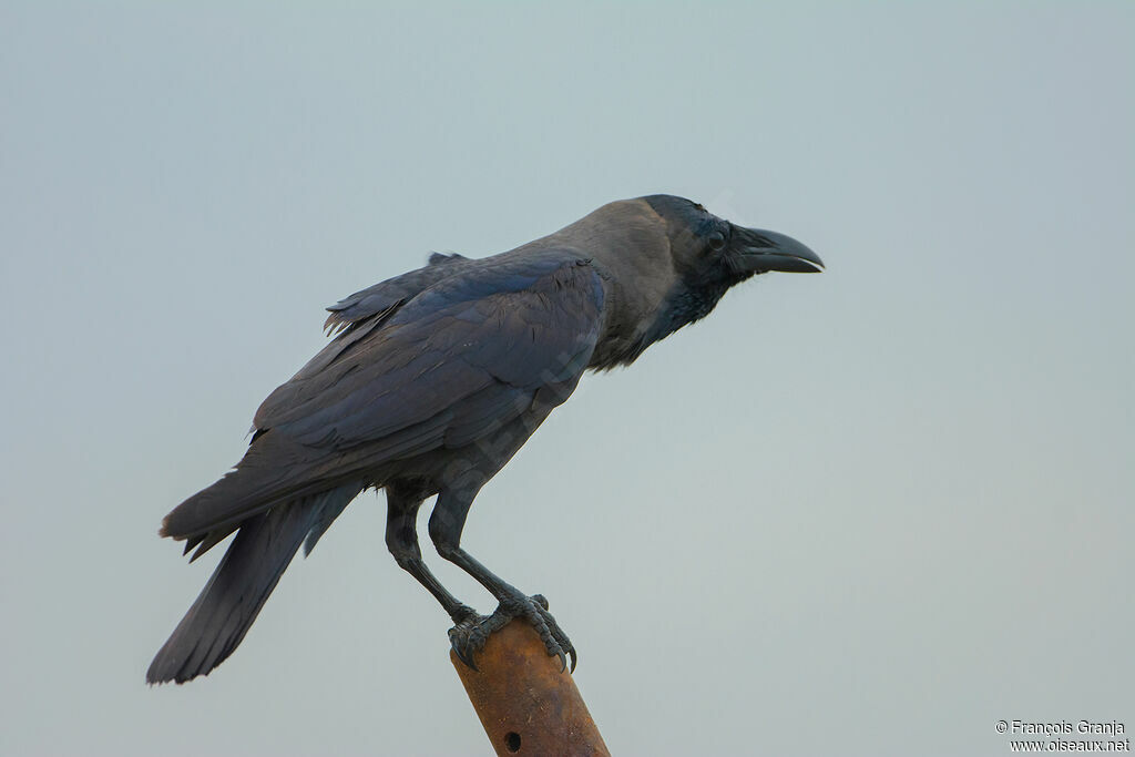 Corbeau familier