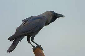 House Crow