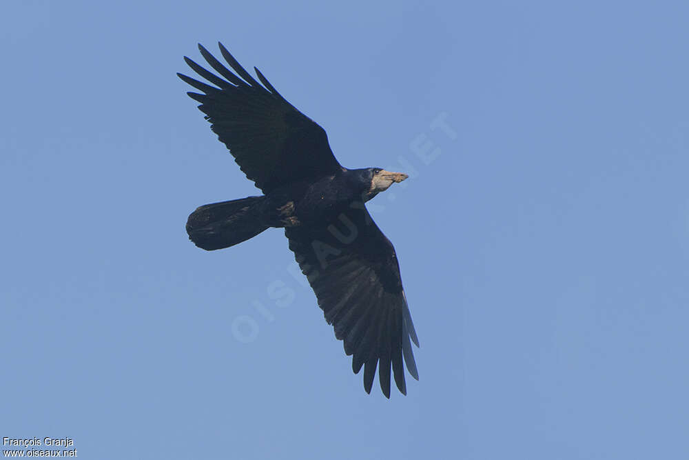 Corbeau freuxadulte, composition, Vol