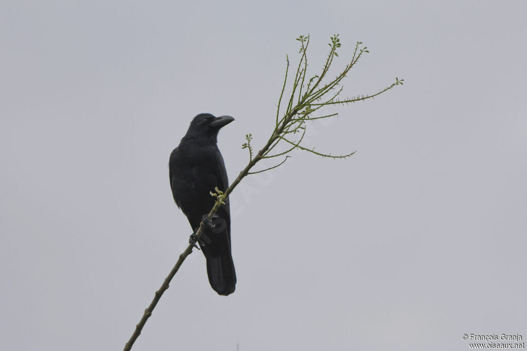 Indian Jungle Crow