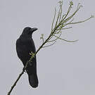 Corbeau indien