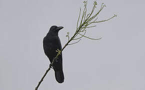 Indian Jungle Crow