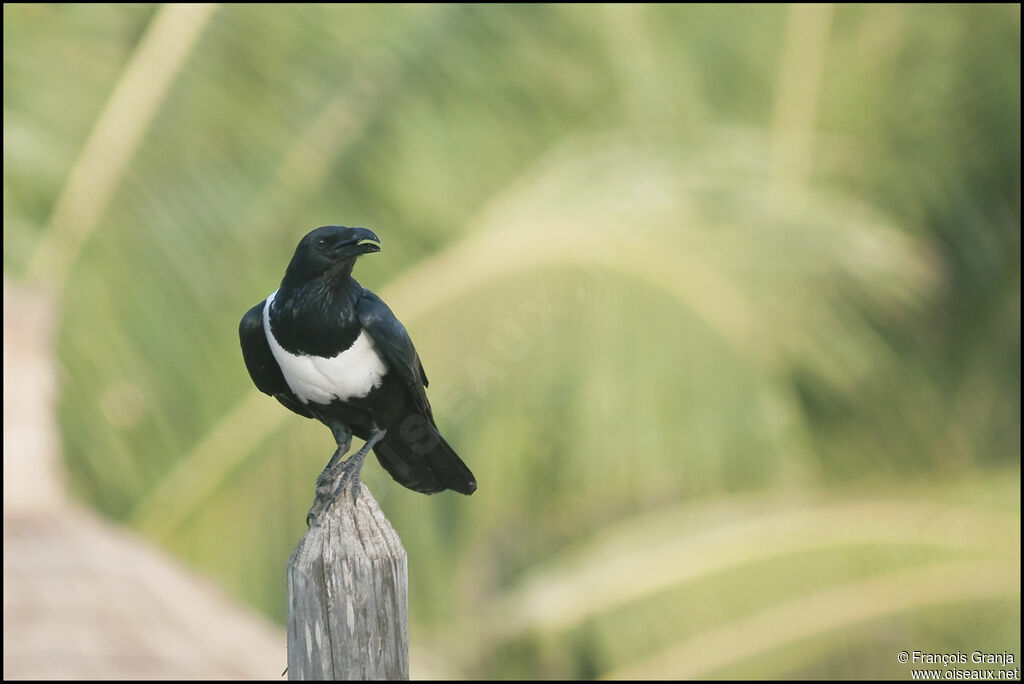 Pied Crow