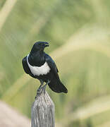 Pied Crow