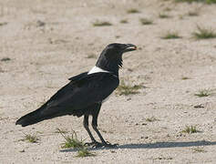 Pied Crow