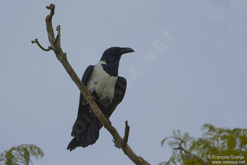 Corbeau pie