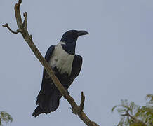 Pied Crow