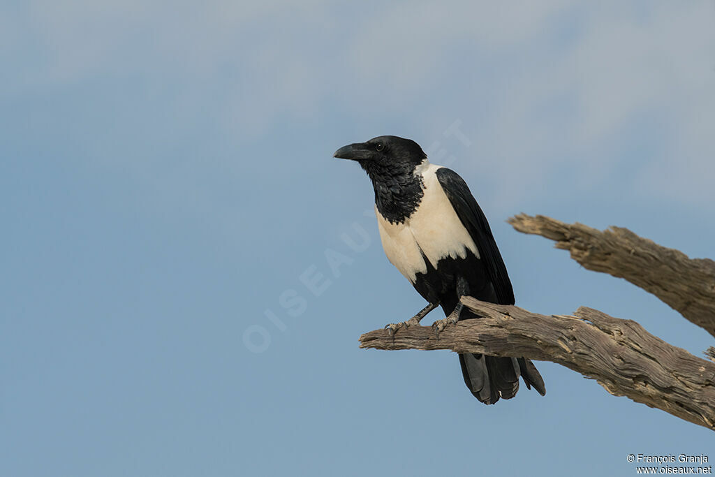 Pied Crow