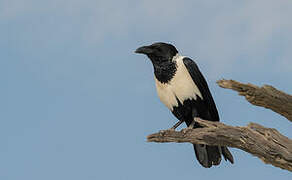 Pied Crow