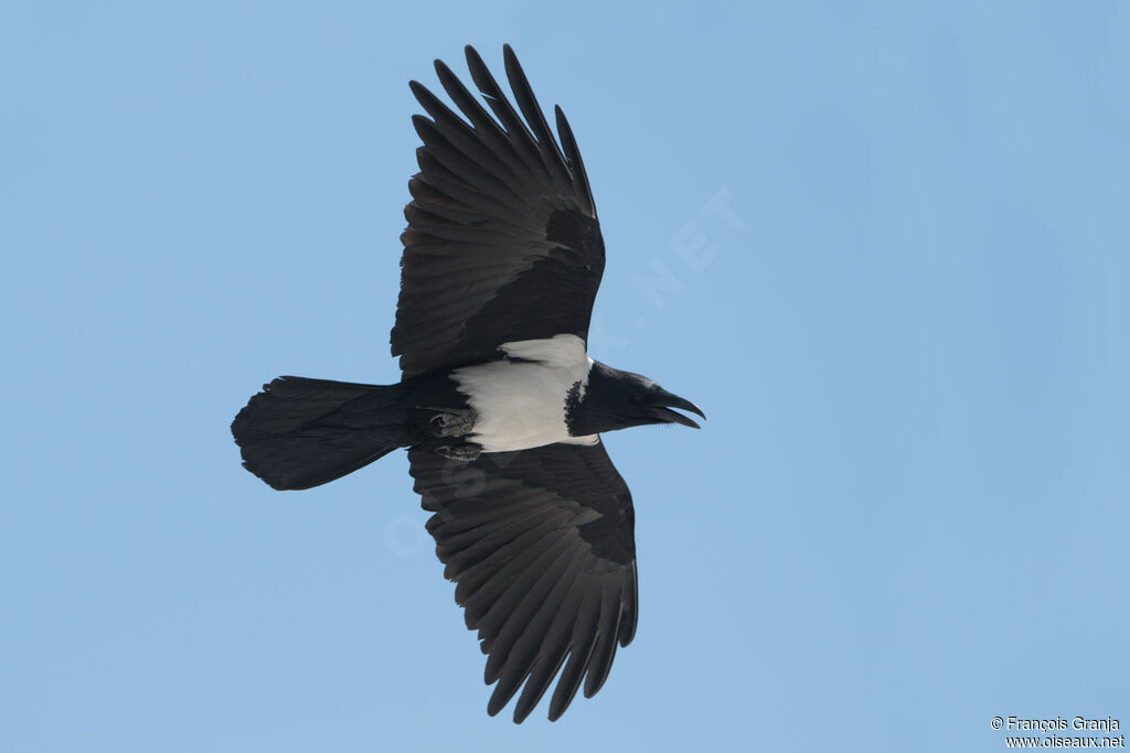 Pied Crow