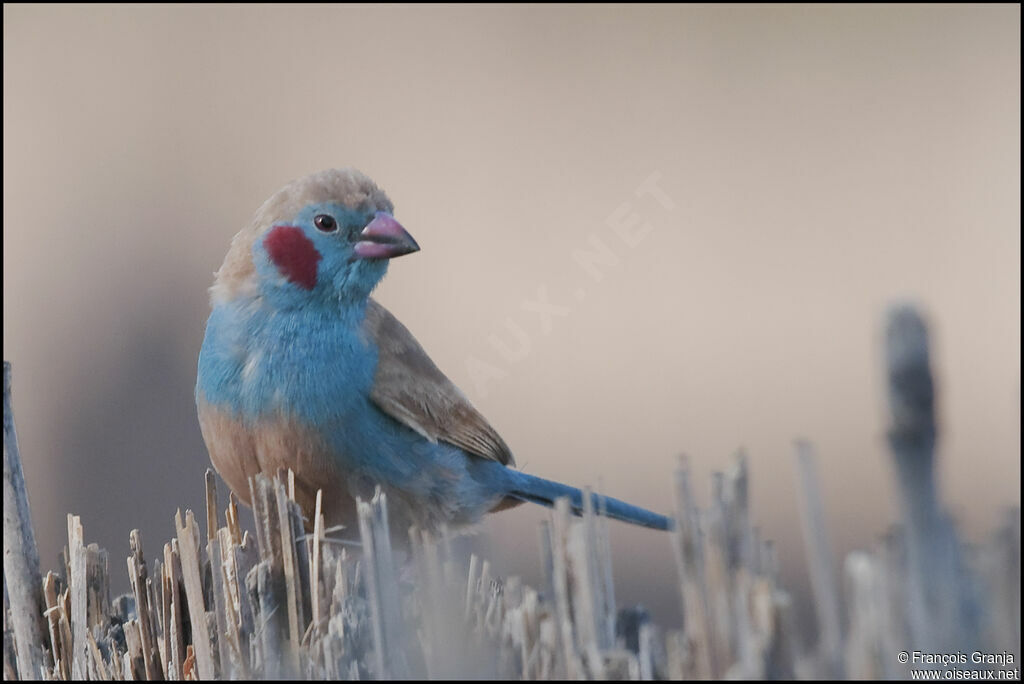 Red-cheeked Cordon-bleu