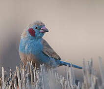 Red-cheeked Cordon-bleu