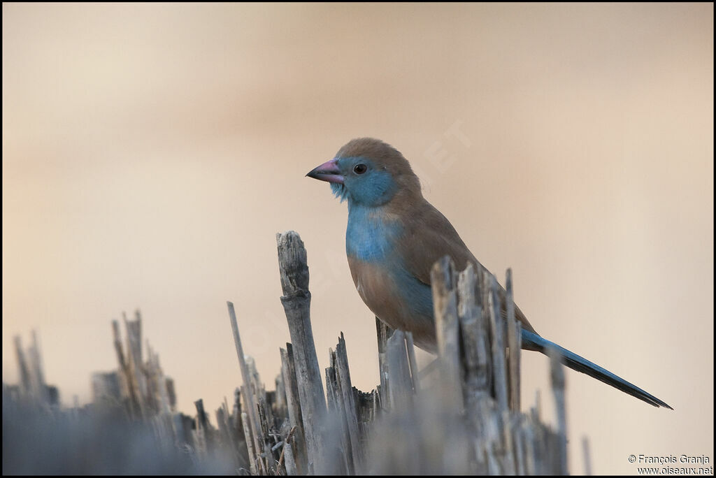 Red-cheeked Cordon-bleu