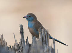 Red-cheeked Cordon-bleu