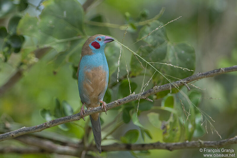 Red-cheeked Cordon-bleuadult