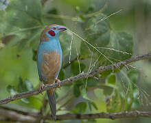 Red-cheeked Cordon-bleu