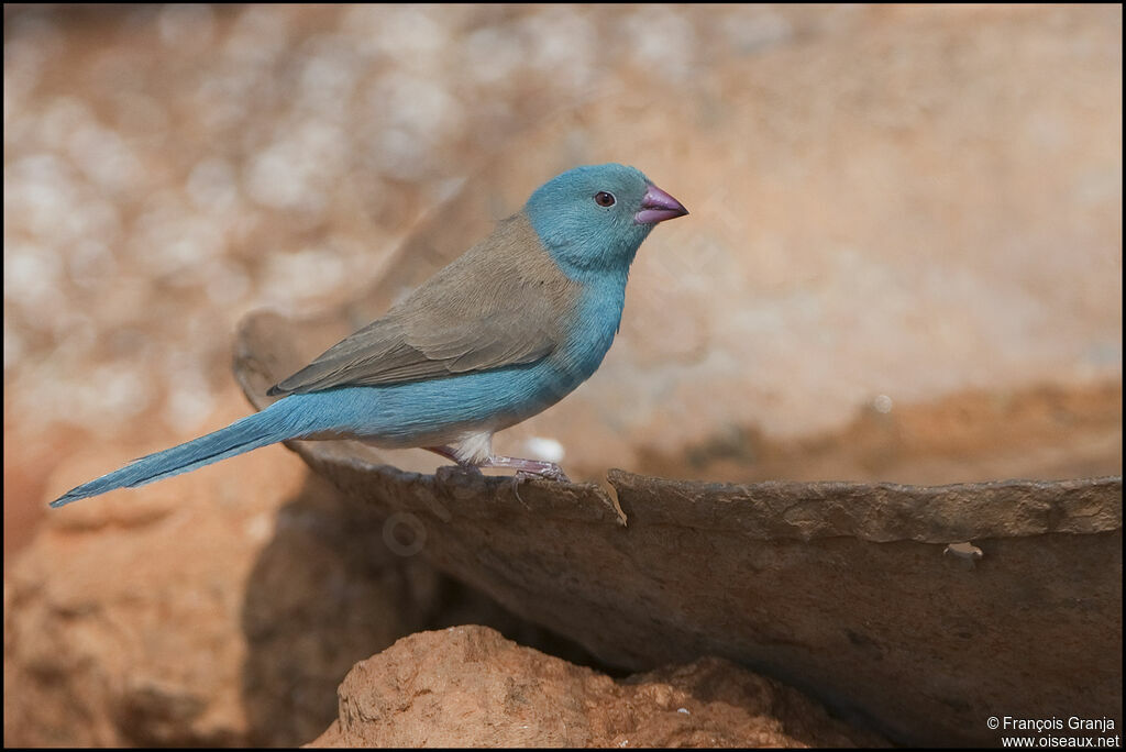 Blue-capped Cordon-bleu male