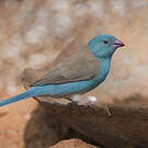Cordonbleu cyanocéphale