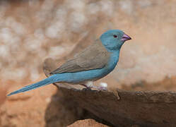 Blue-capped Cordon-bleu