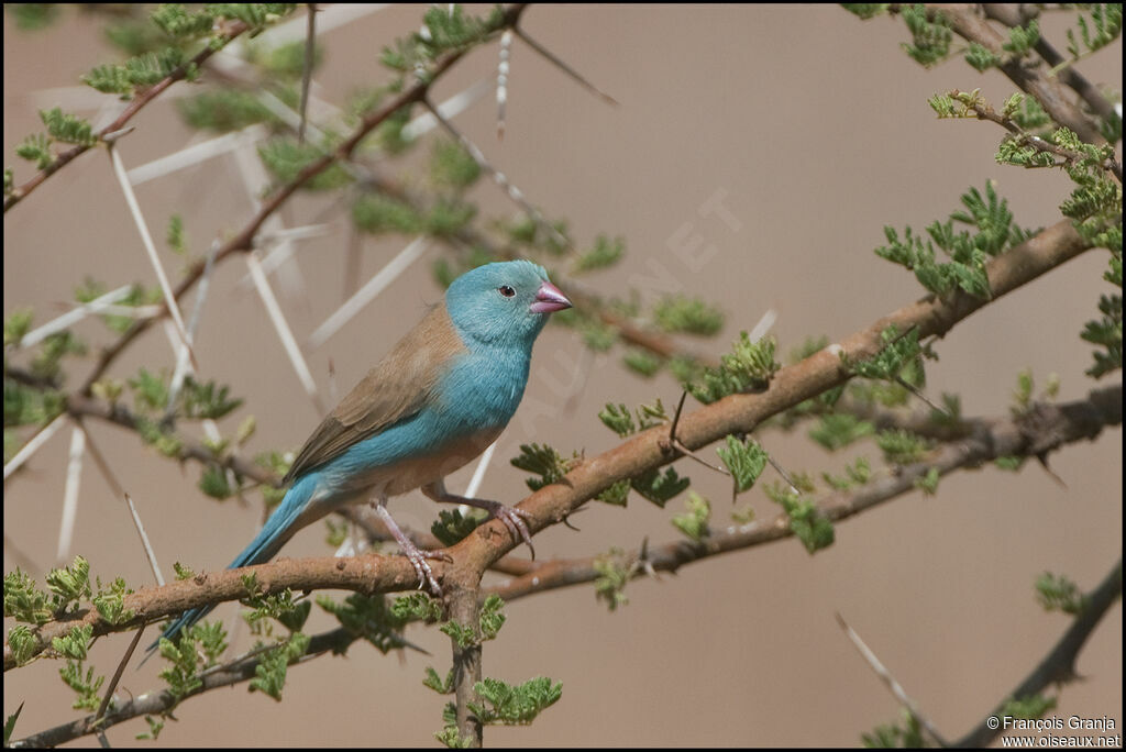 Cordonbleu cyanocéphale mâle