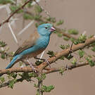 Cordonbleu cyanocéphale