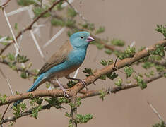 Blue-capped Cordon-bleu
