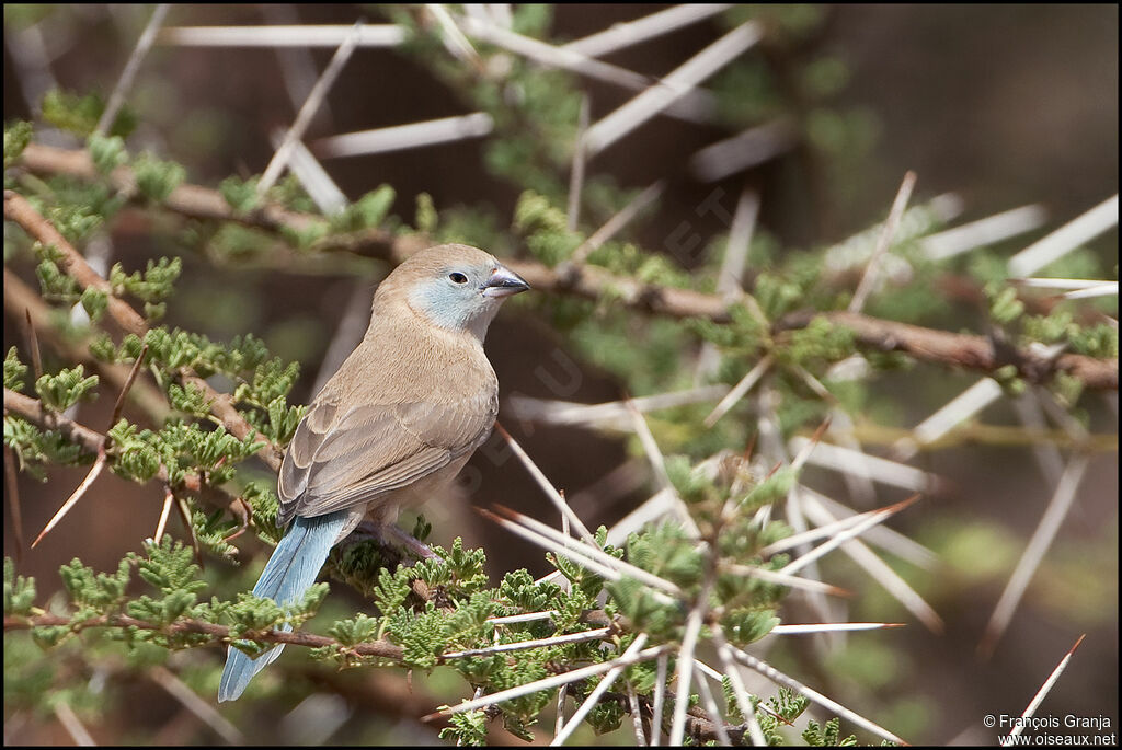 Blue-capped Cordon-bleu female