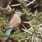 Cordonbleu cyanocéphale